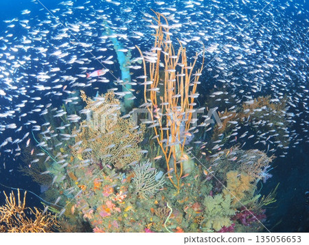 伊豆/伊東-擁有豐富多樣的水下景觀,包括柔軟的珊瑚和色彩繽紛的魚類,展現了海洋的豐富多彩。 伊豆/伊東-擁有豐富多樣的水下景觀,包括柔軟的珊瑚和色彩繽紛的魚類,展現了海洋的豐富多彩。 135056653