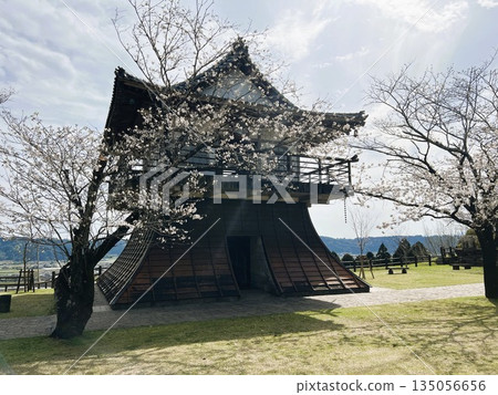 櫻花樹與古色古香的建築 | 春日鐘樓與盛開的櫻花 135056656