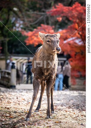 [秋] 奈良公園的鹿 [紅葉] 135056662