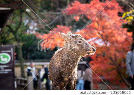 [Autumn] Deer in Nara Park [Autumn leaves] 135056665