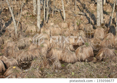 Yachibouzu Yachibouzu Yachibouzu Nojibouzu, sedge leaves Yachibouzu Yachibouzu Yachibouzu Nojibouzu, sedge leaves 135056677