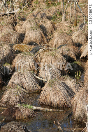 Yachibouzu Yachibouzu Yachibouzu Nojibouzu, sedge leaves Yachibouzu Yachibouzu Yachibouzu Nojibouzu, sedge leaves 135056678