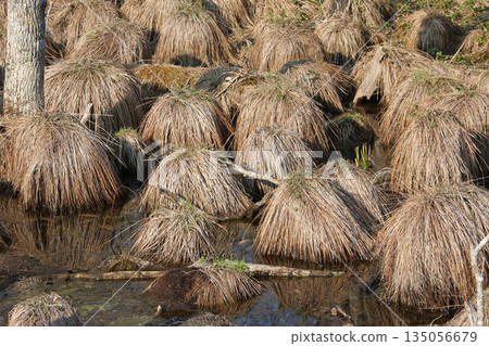 Yachibouzu Yachibouzu Yachibouzu Nojibouzu, sedge leaves Yachibouzu Yachibouzu Yachibouzu Nojibouzu, sedge leaves 135056679