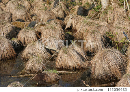 Yachibouzu Yachibouzu Yachibouzu Nojibouzu, sedge leaves Yachibouzu Yachibouzu Yachibouzu Nojibouzu, sedge leaves 135056683