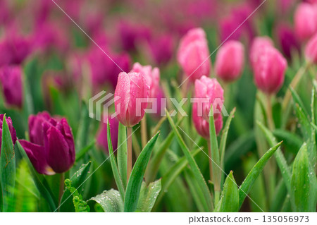 Vibrant Pink and Purple Tulips Blooming in an Expansive Garden with Dew Drops Reflecting Natural Beauty and Freshness of Spring Season Vibrant Pink and Purple Tulips Blooming in an Expansive Garden with Dew Drops Reflecting Natural Beauty and Freshness of Spring Season 135056973