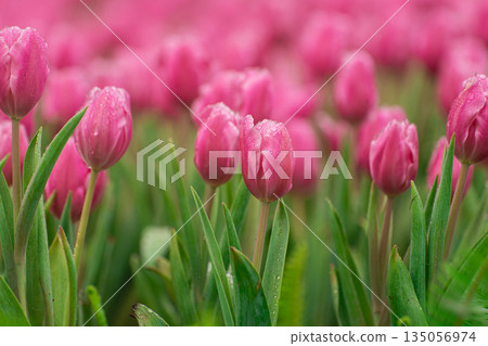 Vibrant Pink Tulips in Bloom with Dew Drops Brightening a Floral Paradise in a Garden Vibrant Pink Tulips in Bloom with Dew Drops Brightening a Floral Paradise in a Garden 135056974