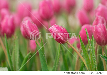 Dew-kissed Bright Pink Tulips Blooming in a Lush Garden Setting Under Soft Natural Light, Symbolizing Renewal and Joy in Springtime Dew-kissed Bright Pink Tulips Blooming in a Lush Garden Setting Under Soft Natural Light, Symbolizing Renewal and Joy in Springtime 135056975