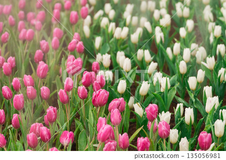 Vibrant Display of Pink and White Tulips in a Garden Setting with Abstract Blurry Background Creating a Dreamy Atmosphere of Spring Beauty Vibrant Display of Pink and White Tulips in a Garden Setting with Abstract Blurry Background Creating a Dreamy Atmosphere of Spring Beauty 135056981