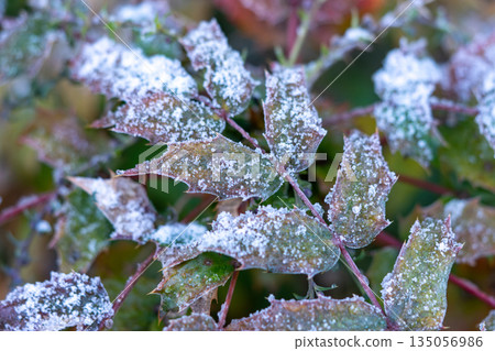 Snow-covered holly Snow-covered holly 135056986