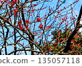 【靜岡】冬日熱海梅園：藍天紅梅 135057118