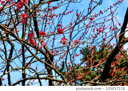 【靜岡】冬日熱海梅園:藍天紅梅 【靜岡】冬日熱海梅園:藍天紅梅 135057118