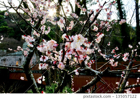 【靜岡】冬日熱海梅園：日落與盛開的梅花 135057122