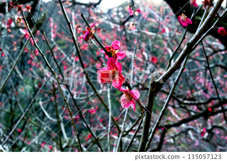 【靜岡】冬季熱海梅園:艷麗的深粉紅梅花 【靜岡】冬季熱海梅園:艷麗的深粉紅梅花 135057123