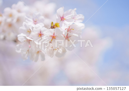 櫻花和藍天 櫻花和藍天 135057127