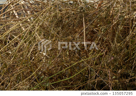 Layers of dried weeds after mowing Layers of dried weeds after mowing 135057295