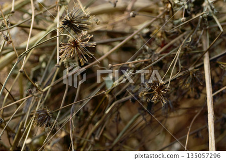 割草後留下的層層乾枯雜草 割草後留下的層層乾枯雜草 135057296
