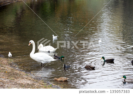Graceful Swans And Ducks Gathering Along Tranquil Lakeside Shoreline 135057383