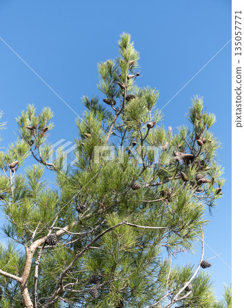 Panoramic view of the sea from a rocky hillside with pine trees under a clear blue summer sky 135057771
