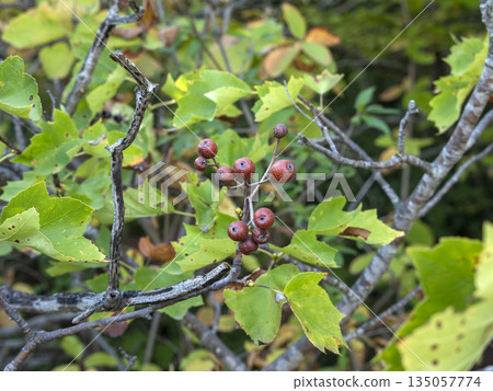 Branch with small wild berries among green leaves in natural forest environment Branch with small wild berries among green leaves in natural forest environment 135057774