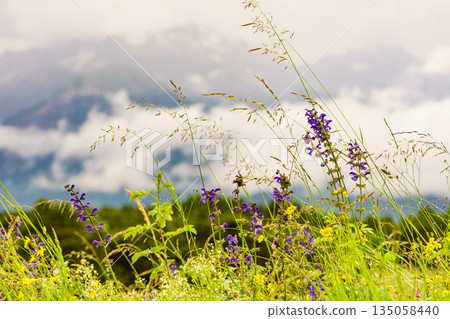 Summer meadow and mountains on horizon. Alps in France. Summer meadow and mountains on horizon. Alps in France. 135058440
