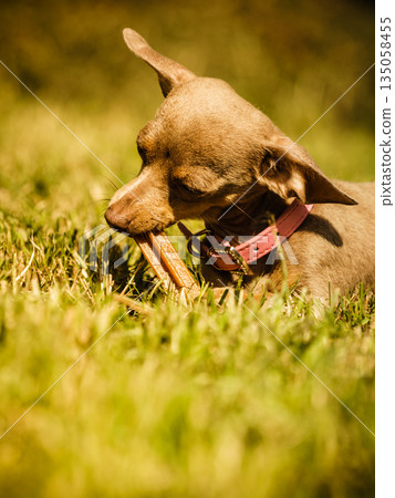 Little dog playing outside Little dog playing outside 135058455