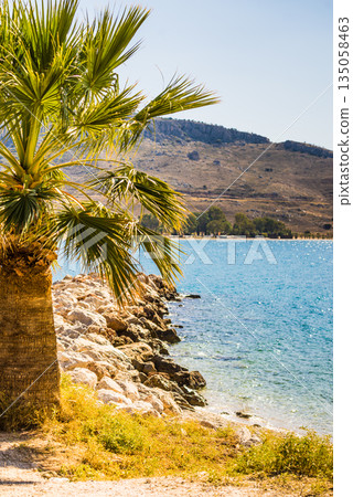 Small palm tree on beach Small palm tree on beach 135058463