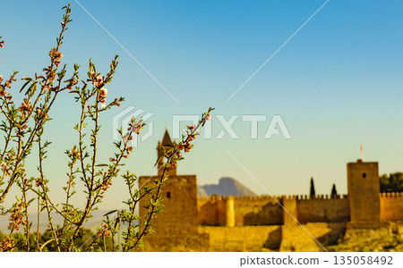 Spring tree and Alcazaba fortress in Antequera, Spain. Spring tree and Alcazaba fortress in Antequera, Spain. 135058492