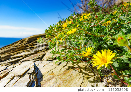 Yellow flowers on mediterranean coast 135058498