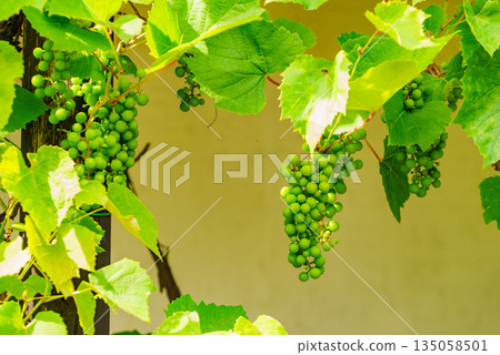 Green vine grapes on tree Green vine grapes on tree 135058501