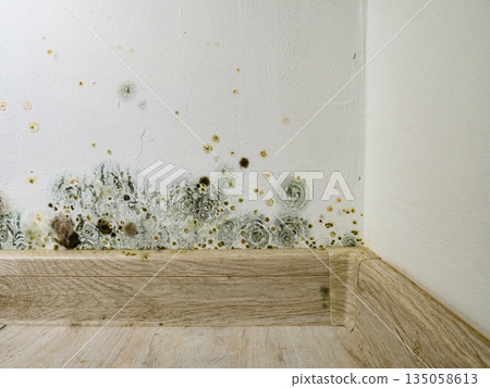 Mould and fungus growth on white wall 135058613