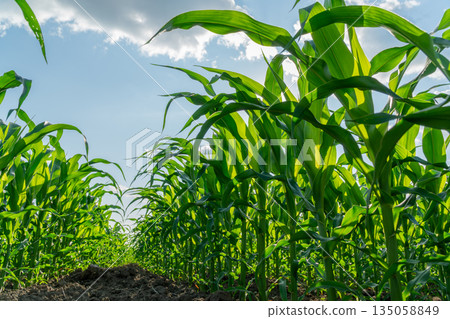 Rows of vibrant green corn plants stretch towards the sky, thriving under the warm sunlight in a lush agricultural field, ready for harvest Rows of vibrant green corn plants stretch towards the sky, thriving under the warm sunlight in a lush agricultural field, ready for harvest 135058849