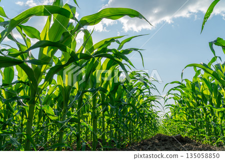 Rows of lush corn plants reach towards the sunlight, showcasing the beauty of agricultural growth in a thriving field on a sunny day Rows of lush corn plants reach towards the sunlight, showcasing the beauty of agricultural growth in a thriving field on a sunny day 135058850