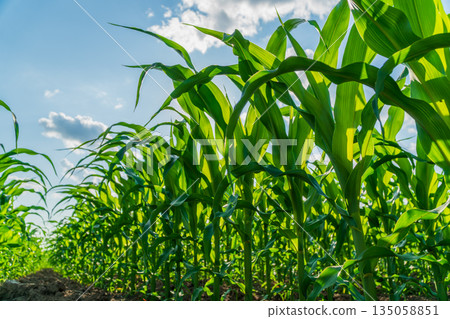 Lush corn stalks rise from fertile soil, reaching towards a bright blue sky scattered with clouds as harvest season approaches Lush corn stalks rise from fertile soil, reaching towards a bright blue sky scattered with clouds as harvest season approaches 135058851