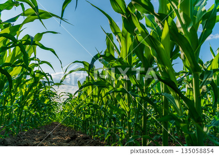 Tall corn plants rise high, basking in sunlight, as they grow strong in the lush farmland ready for harvest under a blue sky Tall corn plants rise high, basking in sunlight, as they grow strong in the lush farmland ready for harvest under a blue sky 135058854