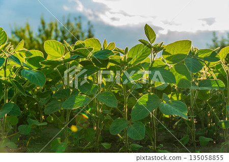 Vibrant green soybean plants stretch towards the warm evening sun, celebrating growth and a promising future for the harvest season 135058855