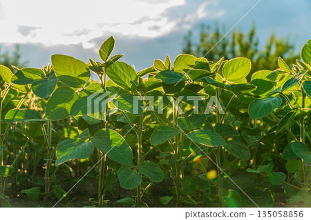 Rows of healthy soybean plants bask in the warm sunlight, showcasing their lush foliage under a clear sky Rows of healthy soybean plants bask in the warm sunlight, showcasing their lush foliage under a clear sky 135058856