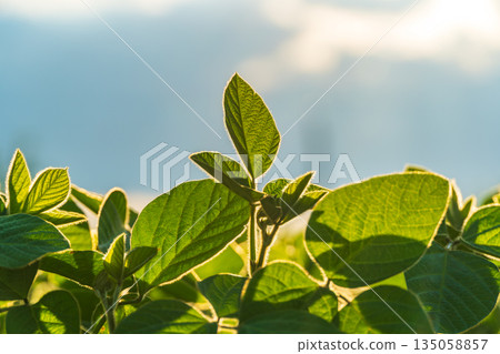 Vibrant soybean plants stretch skyward, basking in the warm glow of evening light, ready for harvest on a tranquil farm Vibrant soybean plants stretch skyward, basking in the warm glow of evening light, ready for harvest on a tranquil farm 135058857