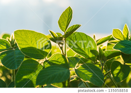 Bright green soybean leaves bask in sunlight, thriving on fertile soil as farmers prepare for a bountiful harvest season ahead Bright green soybean leaves bask in sunlight, thriving on fertile soil as farmers prepare for a bountiful harvest season ahead 135058858