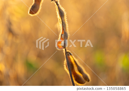 Sunlight bathes mature soybean pods, showcasing their rich texture as they sway gently in a bountiful crop field at dusk Sunlight bathes mature soybean pods, showcasing their rich texture as they sway gently in a bountiful crop field at dusk 135058865