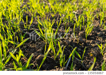 Vibrant green wheat shoots rise from the earthy soil, showcasing nature's growth in a winter meadow illuminated by gentle sunlight Vibrant green wheat shoots rise from the earthy soil, showcasing nature's growth in a winter meadow illuminated by gentle sunlight 135058867