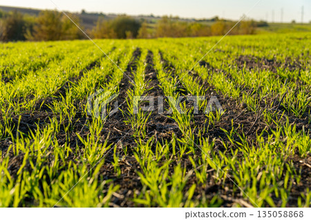Fresh green sprouts of winter wheat rise from dark soil, basking in warm sunlight, showcasing nature's resilience and growth on peaceful land Fresh green sprouts of winter wheat rise from dark soil, basking in warm sunlight, showcasing nature's resilience and growth on peaceful land 135058868