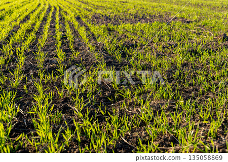 Wheat sprouts stretch towards the winter sun in a lush field, showcasing new growth amidst the rich soil, alive with potential and beauty Wheat sprouts stretch towards the winter sun in a lush field, showcasing new growth amidst the rich soil, alive with potential and beauty 135058869