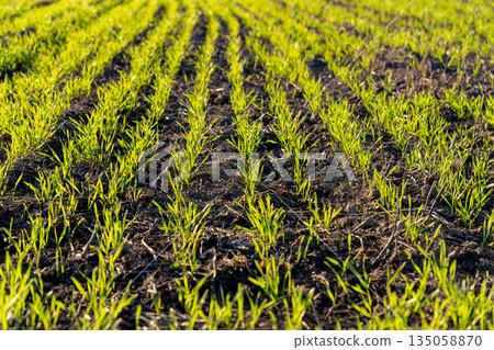 Vibrant green wheat sprouts rise from the fertile soil of a winter field, signifying growth and the promise of new life under the sun Vibrant green wheat sprouts rise from the fertile soil of a winter field, signifying growth and the promise of new life under the sun 135058870