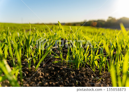 Green wheat sprouts rise from the earth, basking in the warm morning sunlight over a serene winter meadow 135058873