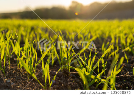 Lush green wheat sprouts arise from the earth, basking in gentle sunlight on a serene winter afternoon, filling the meadow with life Lush green wheat sprouts arise from the earth, basking in gentle sunlight on a serene winter afternoon, filling the meadow with life 135058875