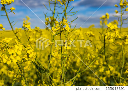 Vibrant yellow rapeseed flowers stretch towards the sky, filling the fields with color during a beautiful spring day, inviting nature's beauty Vibrant yellow rapeseed flowers stretch towards the sky, filling the fields with color during a beautiful spring day, inviting nature's beauty 135058891