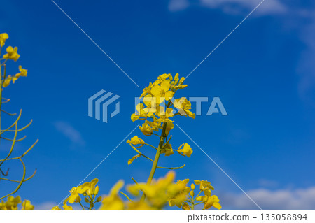 Bright yellow rapeseed blossoms stand tall against a blue sky, showcasing the beauty of spring and the flourishing fields of canola Bright yellow rapeseed blossoms stand tall against a blue sky, showcasing the beauty of spring and the flourishing fields of canola 135058894