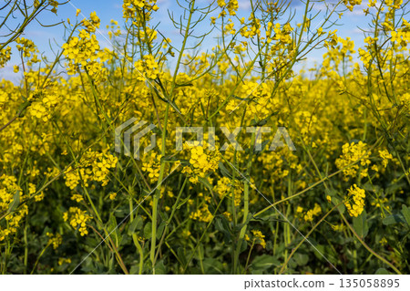 Bright yellow rapeseed flowers stretch across the fields, swaying gently in the warm spring breeze, under a clear blue sky Bright yellow rapeseed flowers stretch across the fields, swaying gently in the warm spring breeze, under a clear blue sky 135058895