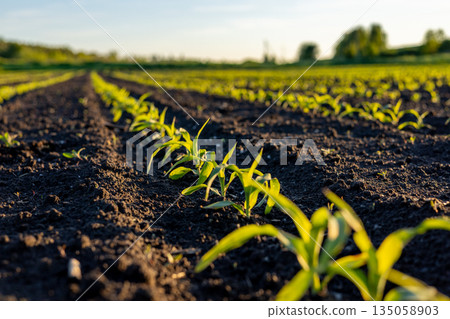 Corn seedlings stretch toward the sky, thriving in the fertile soil of a sunlit field, symbolizing the joys of farming and growth Corn seedlings stretch toward the sky, thriving in the fertile soil of a sunlit field, symbolizing the joys of farming and growth 135058903