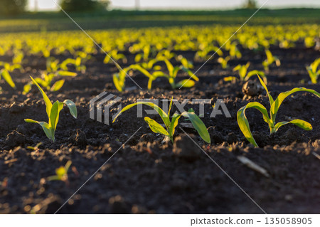 Bright green sprouts of corn thrive in the warm sunlight, marking the promise of a bountiful harvest in a tranquil farming field 135058905